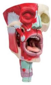 鼻、口、咽喉腔分解模型